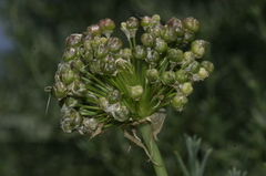 Allium subvillosum image