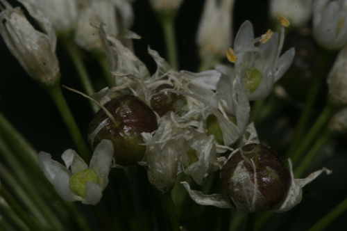 Allium subvillosum image