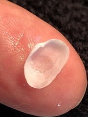 Basterotia elliptica