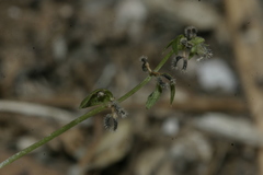 Galium murale