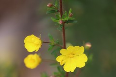 Hibbertia diamesogenos