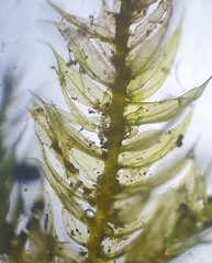 Brachytheciastrum velutinum