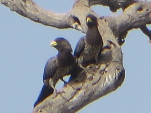 Western Plantain-eater