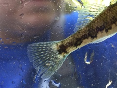 Etheostoma chermocki