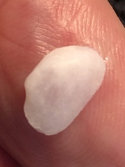 Basterotia elliptica