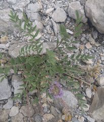 Astragalus lotiflorus
