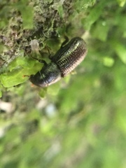 Stenoscelis hylastoides