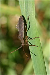 Gelonus tasmanicus