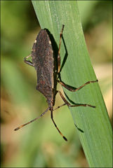 Gelonus tasmanicus