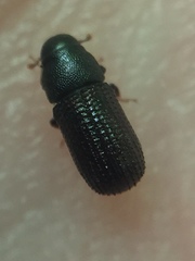 Stenoscelis hylastoides
