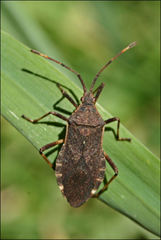 Gelonus tasmanicus