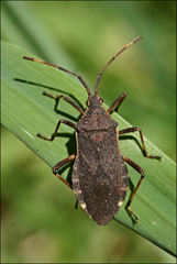 Gelonus tasmanicus