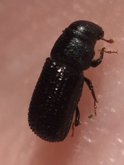 Stenoscelis hylastoides
