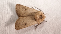 Agrotis turatii