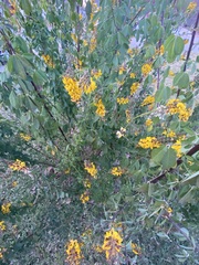 Crotalaria longirostrata