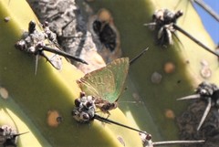 Cyanophrys miserabilis