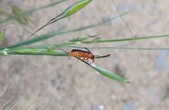 Pterotus obscuripennis