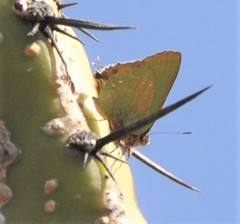 Cyanophrys miserabilis