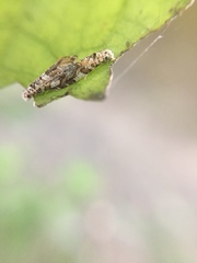 Eschatotypa derogatella