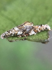 Eschatotypa derogatella