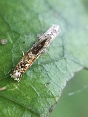 Eschatotypa derogatella