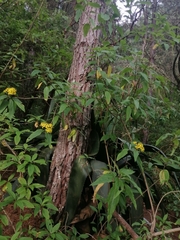 Dendroviguiera neocronquistii