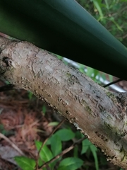 Dendroviguiera neocronquistii