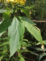 Dendroviguiera neocronquistii