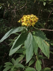 Dendroviguiera neocronquistii