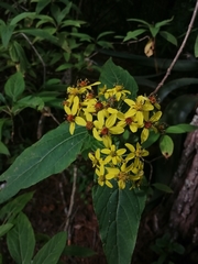 Dendroviguiera neocronquistii