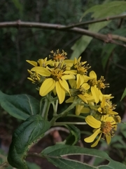 Dendroviguiera neocronquistii