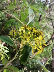 Dendroviguiera neocronquistii