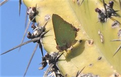 Cyanophrys miserabilis