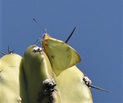 Hesperocharis crocea crocea