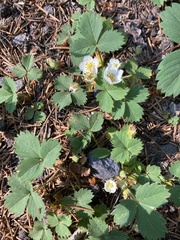 Fragaria cascadensis