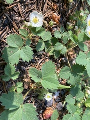Fragaria cascadensis