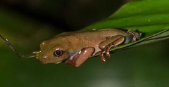 Agalychnis annae