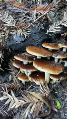 Pholiota brunnescens
