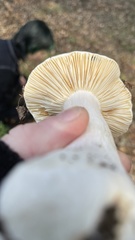 Russula cerolens