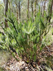 Melichrus adpressus