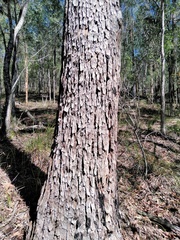Corymbia trachyphloia
