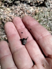 Corymbia trachyphloia