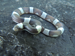 Phyllorhynchus browni