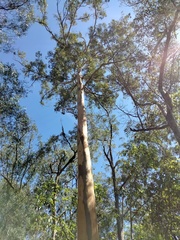 Eucalyptus propinqua