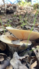 Lactarius alnicola
