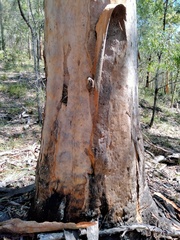 Eucalyptus propinqua