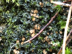 Fuscopannaria pacifica