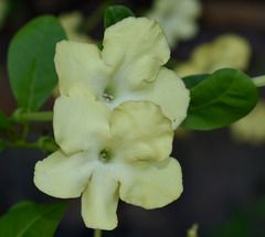 Brunfelsia americana