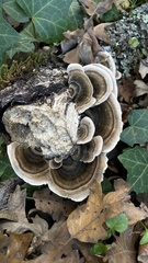 Trametes versicolor