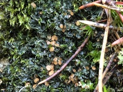 Fuscopannaria pacifica